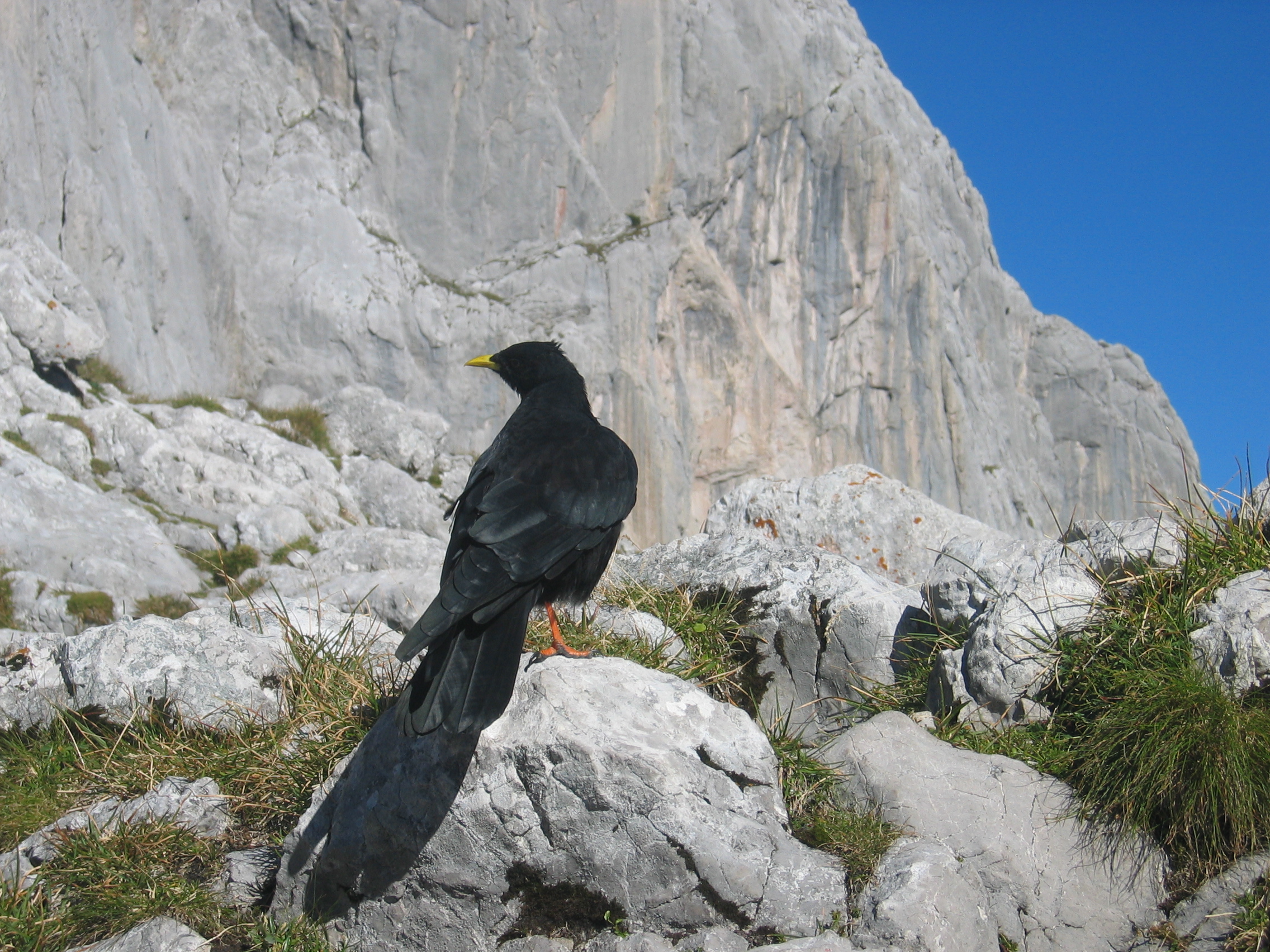 Am Ellmauer Tor ist man selten allein.