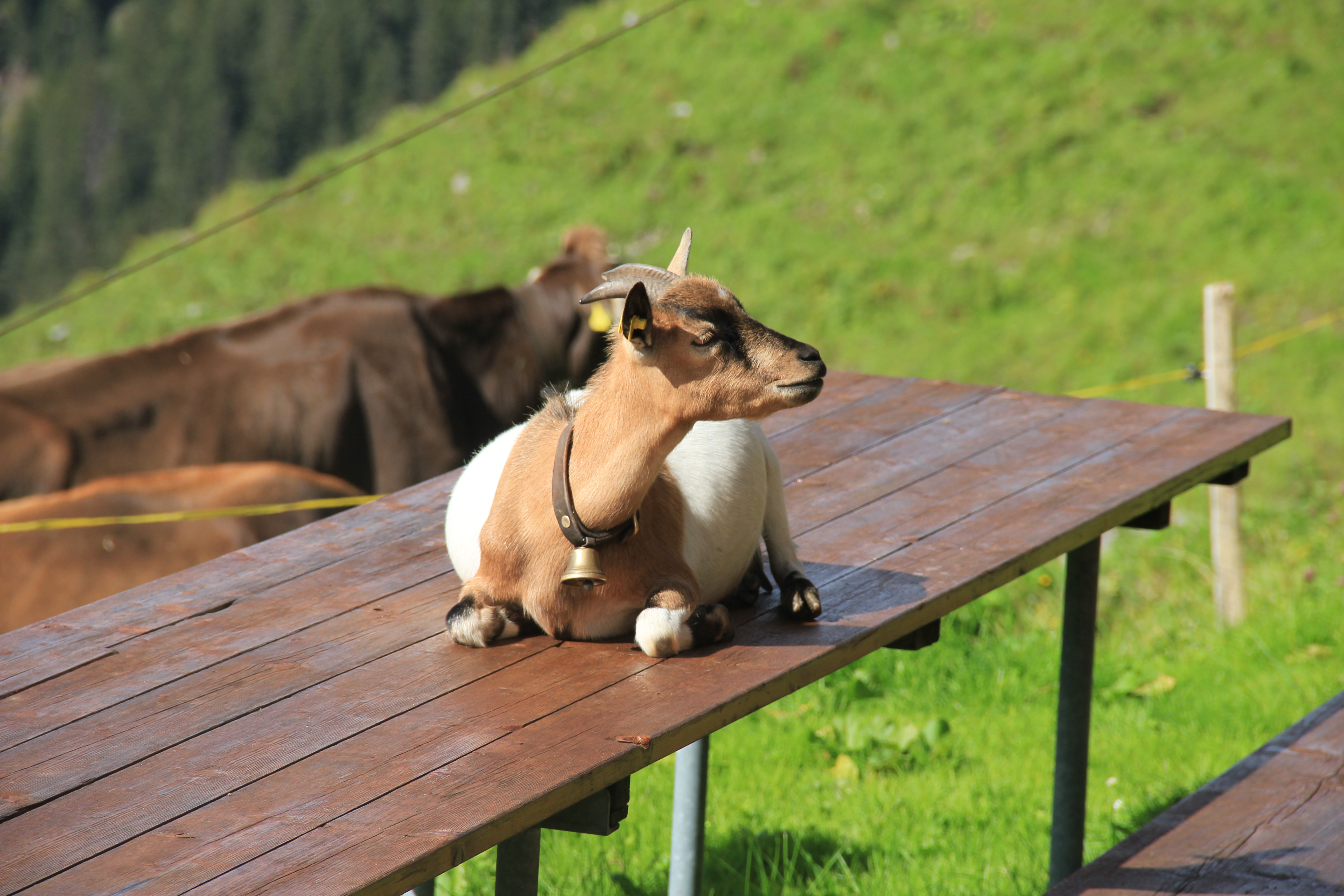 Endlich sind sie weg, diese Tagesg&auml;ste!