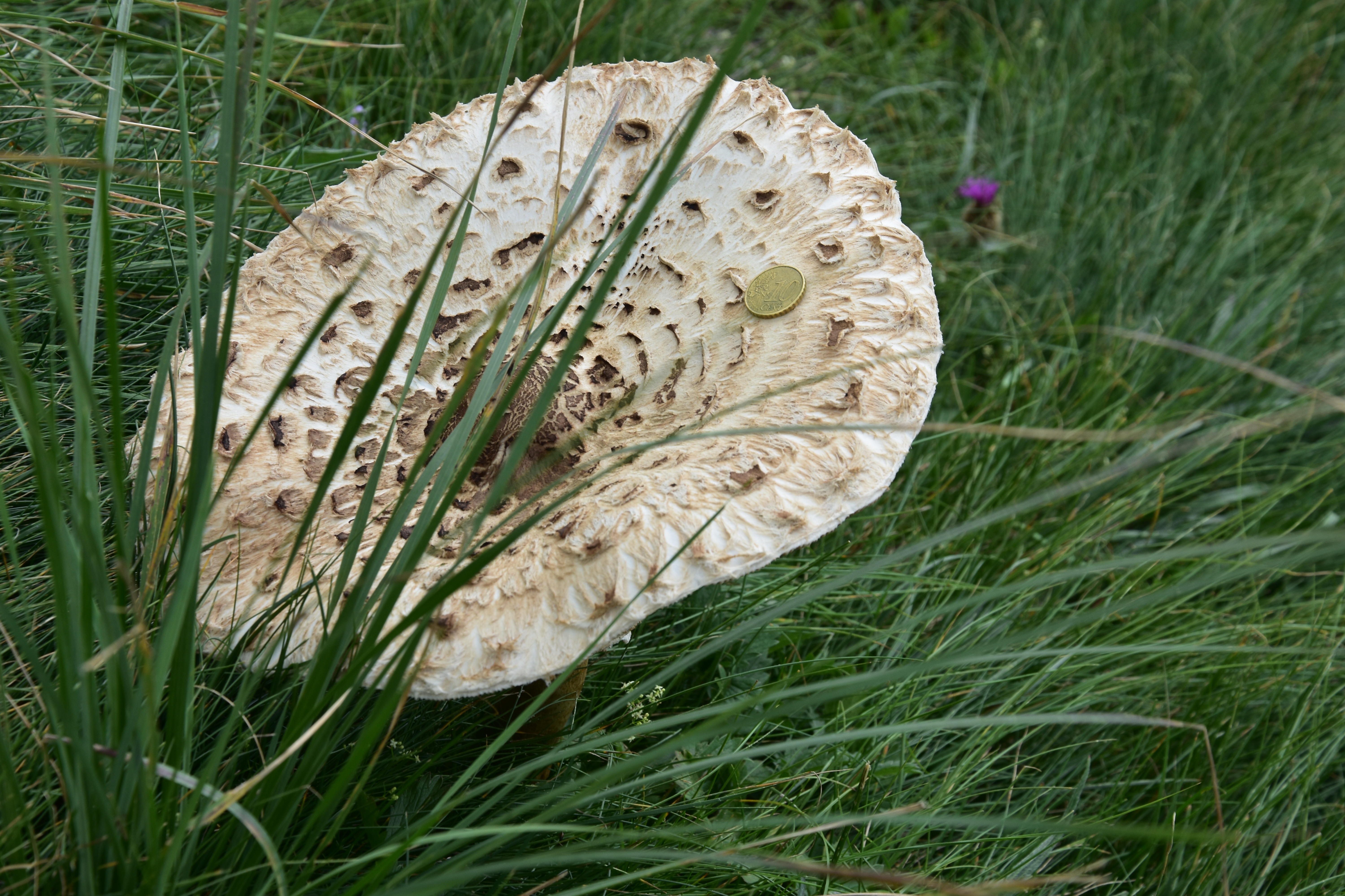 Prachtexemplar eines Parasolpilzes